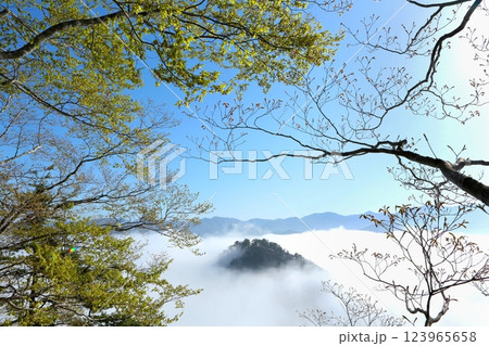 山形県金山町薬師山の雲海に浮かぶ小島と新緑 123965658