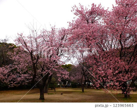 春の埼玉県和光樹林公園 春の埼玉県和光樹林公園 123965663