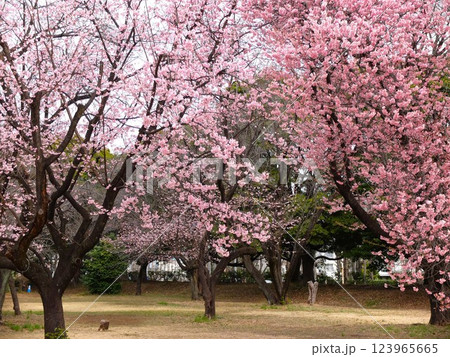 春の埼玉県和光樹林公園 123965665
