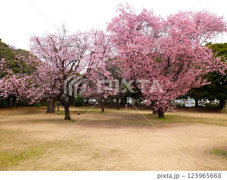 春の埼玉県和光樹林公園 春の埼玉県和光樹林公園 123965668