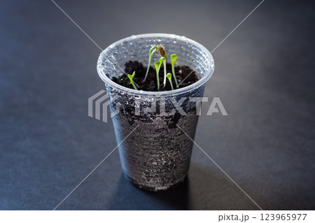 Young sprouts in a plastic cup with soil Young sprouts in a plastic cup with soil 123965977