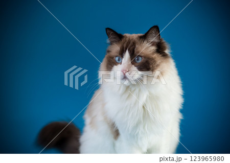 Portrait of a beautiful blue-eyed Ragdoll cat 123965980
