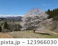 長野県小川村に咲く無名の一本桜とアルプスの山並み 123966030