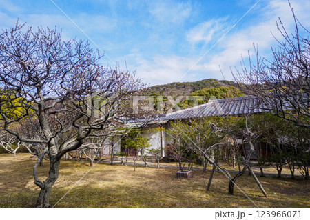 葉山しおさい公園の早春 123966071