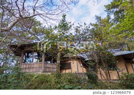 葉山しおさい公園の早春 123966079