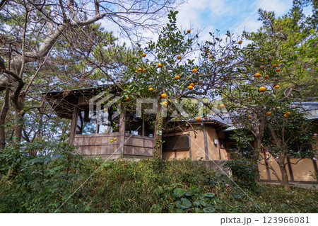 葉山しおさい公園の早春 123966081