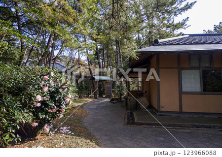 葉山しおさい公園の早春 123966088
