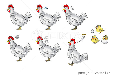 白いニワトリセット 123966157