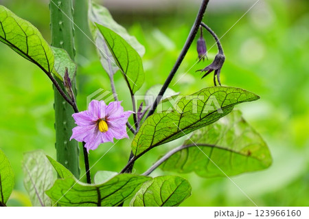 ナスの花 ナスの花 123966160