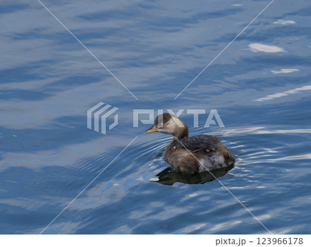 鴨川のカイツブリ 鴨川のカイツブリ 123966178