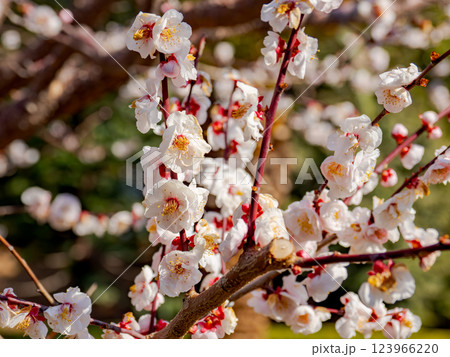 早春に咲く梅の花【豊後】 123966220