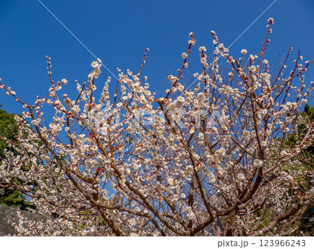 早春に咲く梅の花【豊後】 早春に咲く梅の花【豊後】 123966243