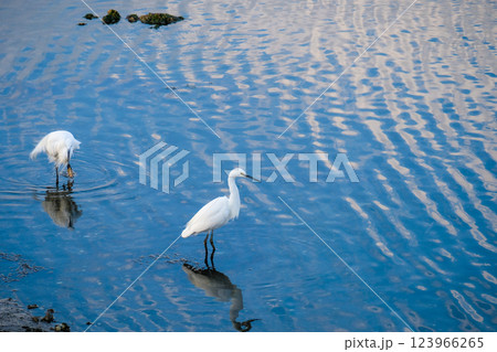 谷津干潟の白鷺　コサギ　千葉県習志野市 123966265