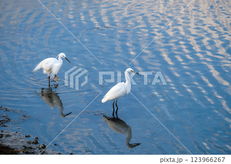 谷津干潟の白鷺 コサギ 千葉県習志野市 谷津干潟の白鷺 コサギ 千葉県習志野市 123966267