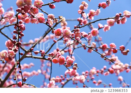 青空と梅の花 青空と梅の花 123966353