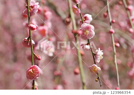 のれんのようなしだれ梅 のれんのようなしだれ梅 123966354