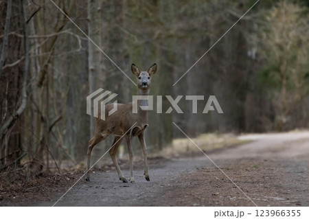 Roe deer female crossing road. Roe deer female crossing road. 123966355