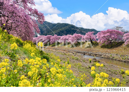 静岡県賀茂郡南伊豆町　青野川沿いの河津桜 123966415