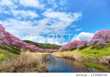 静岡県賀茂郡南伊豆町　青野川沿いの河津桜 123966416