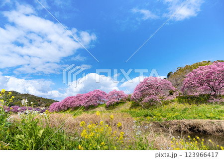 静岡県賀茂郡南伊豆町　青野川沿いの河津桜 123966417
