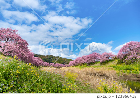 静岡県賀茂郡南伊豆町　青野川沿いの河津桜 123966418