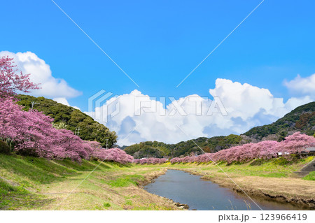 静岡県賀茂郡南伊豆町　青野川沿いの河津桜 123966419