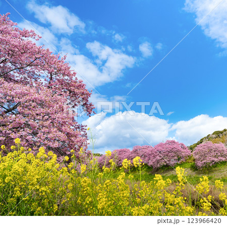 静岡県賀茂郡南伊豆町　青野川沿いの河津桜 123966420