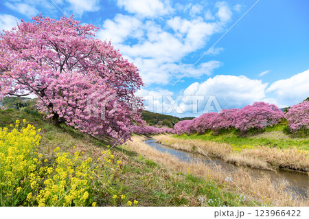 静岡県賀茂郡南伊豆町 青野川沿いの河津桜 静岡県賀茂郡南伊豆町 青野川沿いの河津桜 123966422