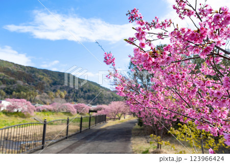 静岡県賀茂郡南伊豆町　青野川沿いの河津桜 123966424