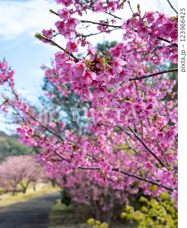 静岡県賀茂郡南伊豆町　青野川沿いの河津桜 123966425