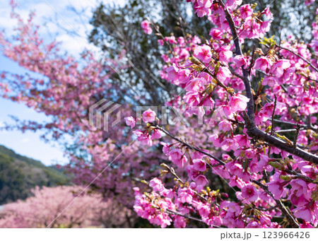 静岡県賀茂郡南伊豆町 青野川沿いの河津桜 静岡県賀茂郡南伊豆町 青野川沿いの河津桜 123966426