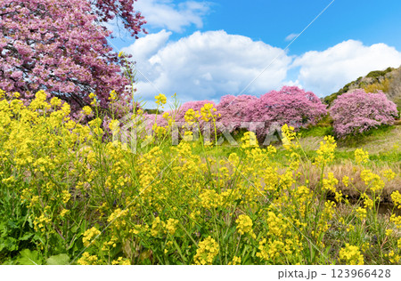 静岡県賀茂郡南伊豆町　青野川沿いの河津桜 123966428