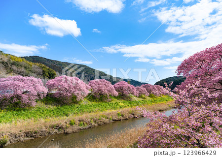 静岡県賀茂郡南伊豆町　青野川沿いの河津桜 123966429