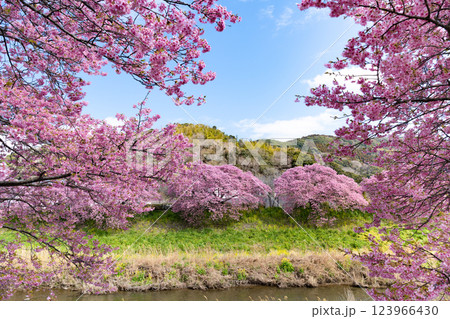 静岡県賀茂郡南伊豆町 青野川沿いの河津桜 静岡県賀茂郡南伊豆町 青野川沿いの河津桜 123966430