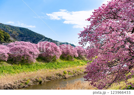 静岡県賀茂郡南伊豆町　青野川沿いの河津桜 123966433