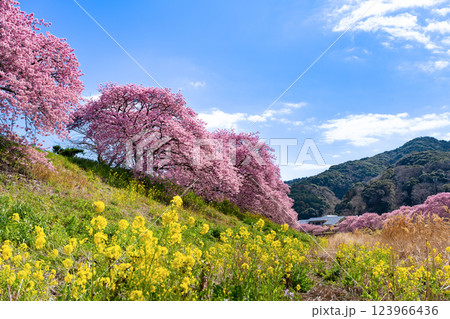 静岡県賀茂郡南伊豆町　青野川沿いの河津桜 123966436