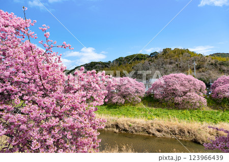 静岡県賀茂郡南伊豆町　青野川沿いの河津桜 123966439