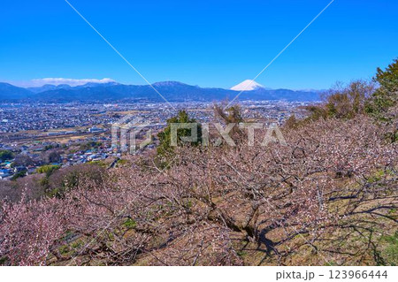 神奈川県小田原市曽我別所の見晴台から市街地眺望(小田原市,富士山,矢倉岳,金時山など) 123966444