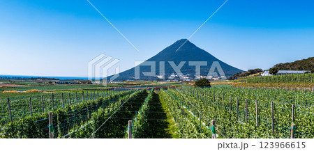 そら豆畑と開聞岳 そら豆畑と開聞岳 123966615