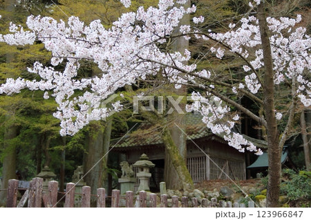 春の谷汲山華厳寺散策・9 123966847
