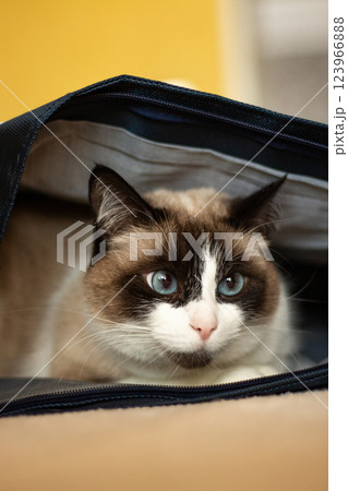 Black and white cat hiding in bag from something that scared him a lot. Cat is sitting in safe place. 123966888