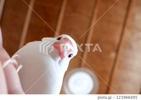 カメラを覗き込む白文鳥 カメラを覗き込む白文鳥 123966895