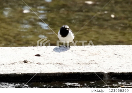 公園の水辺のセグロセキレイの正面 公園の水辺のセグロセキレイの正面 123966899