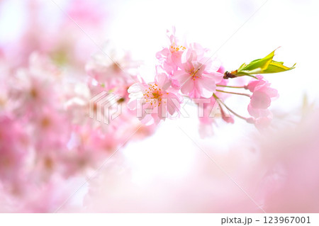 ピンク色が綺麗な 八重紅しだれ桜 ピンク色が綺麗な 八重紅しだれ桜 123967001