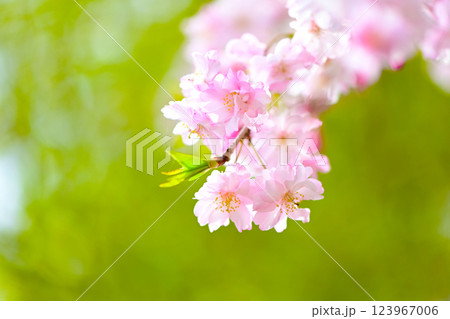 ピンク色が綺麗な 八重紅しだれ桜 ピンク色が綺麗な 八重紅しだれ桜 123967006