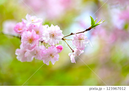 ピンク色が綺麗な　八重紅しだれ桜 123967012