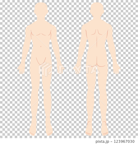 Male anatomy diagram, schematic, front and back 123967030