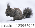 雪の中でクルミを食べるエゾリスの横顔 123967047