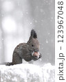 雪の中でクルミを食べるエゾリス 123967048