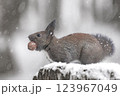 クルミをくわえるエゾリス 123967049